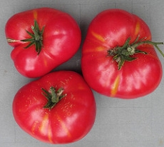 Russische tomaten
