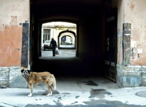 hond op Petensburgse binnenplaats