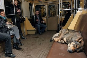 zwerfhond slaapt in de Moskouse metro